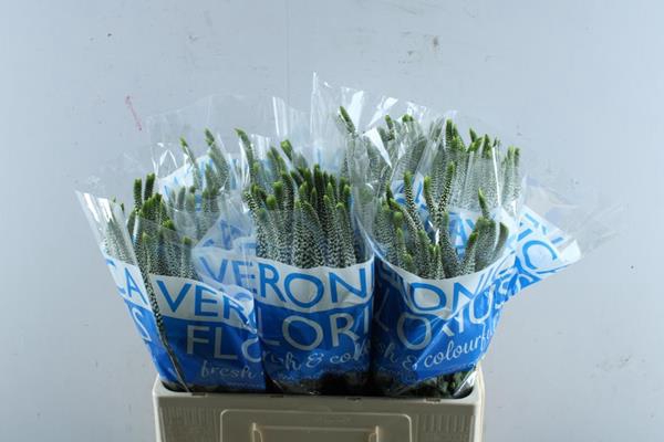 <h4>Veronica Jewel (wit) L 60</h4>