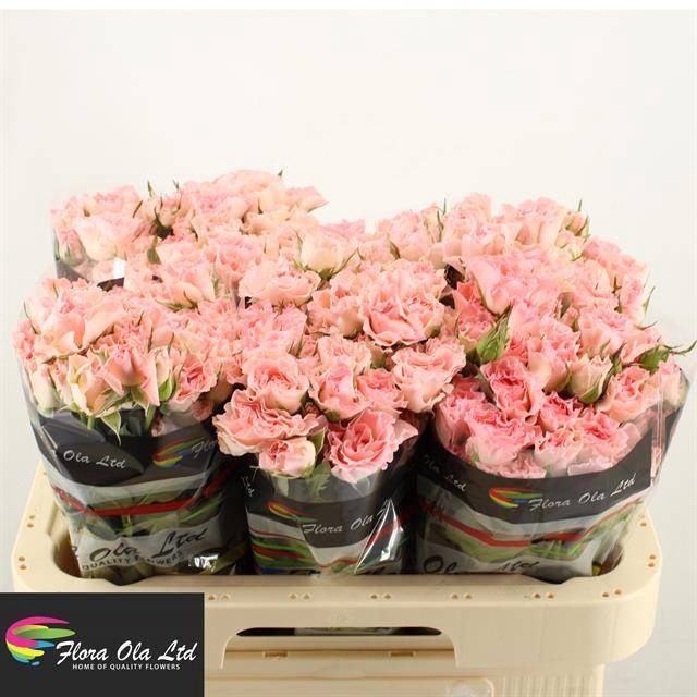 <h4>R Tr Overig Flora Ola</h4>