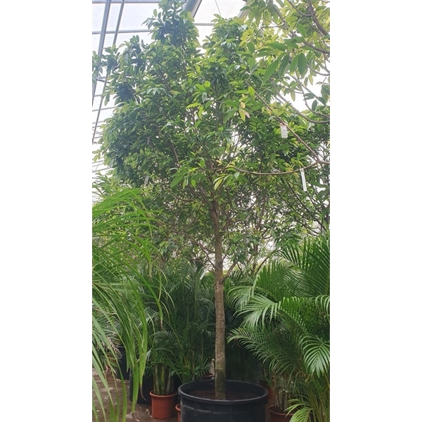 <h4>Ficus Amstel King</h4>