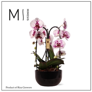 Phalaenopsis Arrangement Crown Emiliya 3 spike – 26cm in Saskia Black | Mimesis