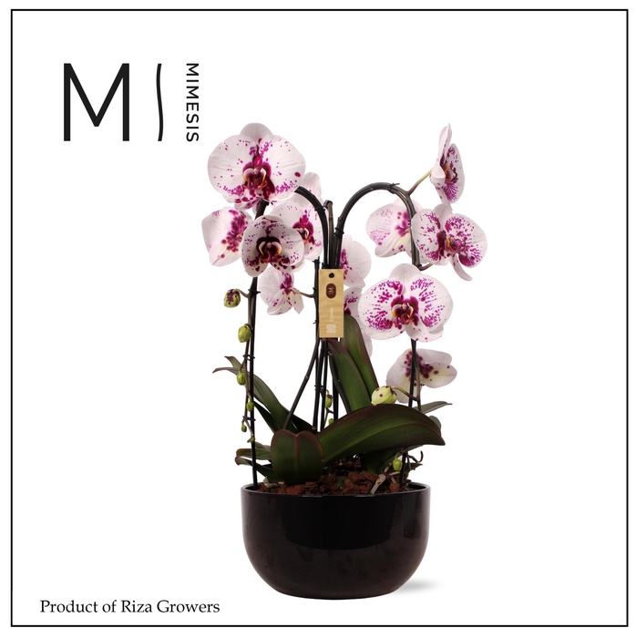 <h4>Phalaenopsis Arrangement Crown Emiliya 3 spike – 26cm in Saskia Black | Mimesis</h4>