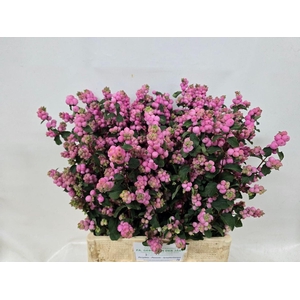 SYMPHORICARPOS PB 'MAG PINK ELEGAN'