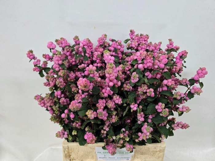 <h4>SYMPHORICARPOS PB 'MAG PINK ELEGAN'</h4>
