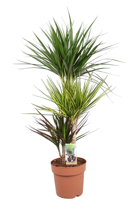 <h4>Dracaena marg. ..mix 3</h4>