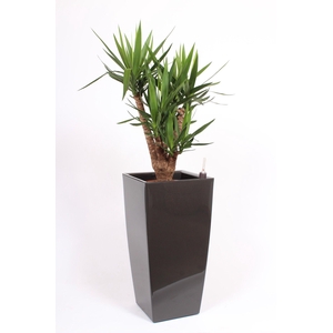Yucca elephantipes in Piza pot 