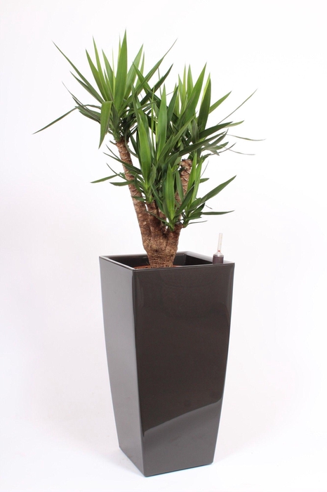 <h4>Yucca elephantipes in Piza pot "antraciet"</h4>