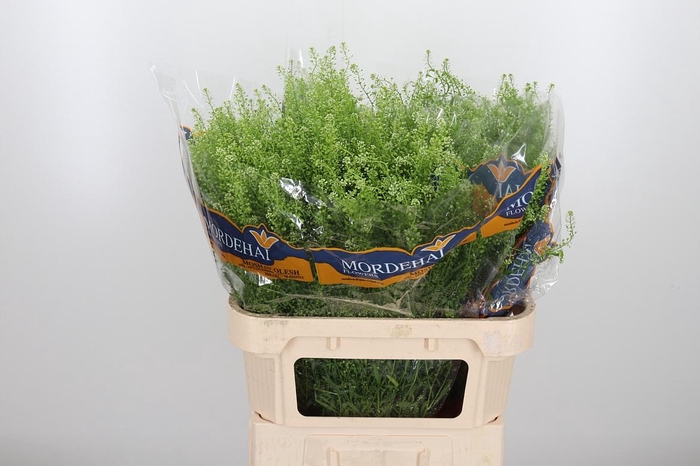 <h4>Lepidium Green Bell</h4>