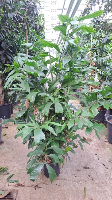 <h4>Caryota mitis</h4>