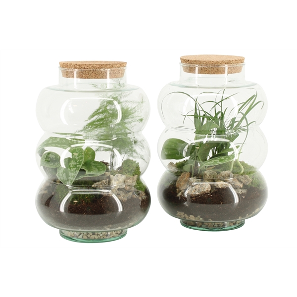 <h4>90580: Terrarium arrangement</h4>