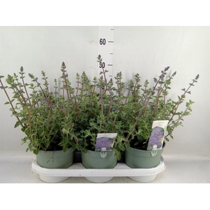 Nepeta faassenii 'Walkers Low'