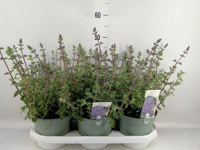 <h4>Nepeta faassenii 'Walkers Low'</h4>