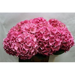 Hydr M Ch Rodeo Pink Cl