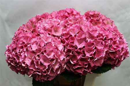 <h4>Hydr M Ch Rodeo Pink Cl</h4>