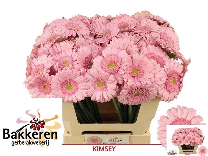 <h4>Ge Mi Kimsey</h4>