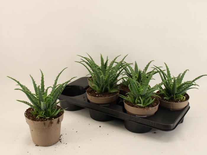 <h4>ALOE ARBORESCENS</h4>