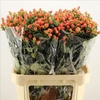 Hypericum Magical Royal Princess
