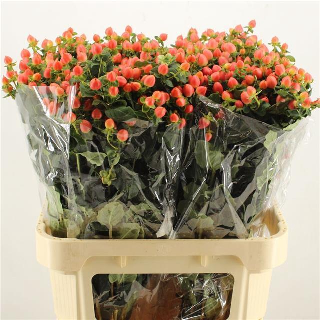 Hypericum Magical Royal Princess