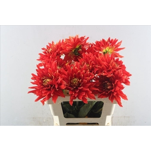 Dahlia vulcan