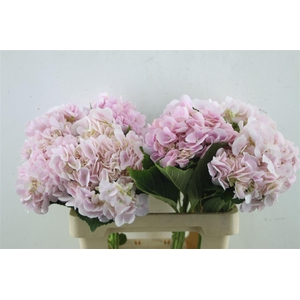 Hydr. M Dream Pink 60-18