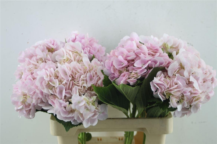 <h4>Hydr. M Dream Pink 60-18</h4>