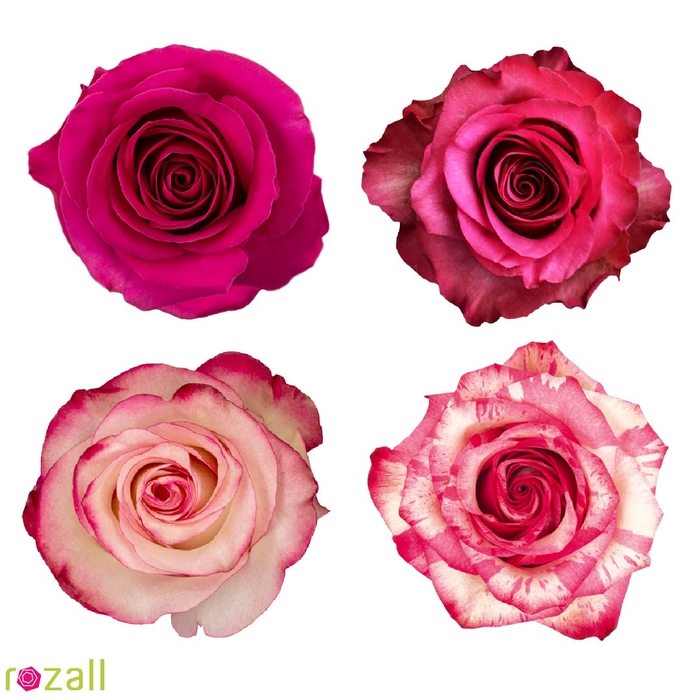 <h4>Colis Roses Mixte Fuchsias x 100 tiges 50cm EC</h4>