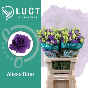 Lisianthus Alissa Blue 996
