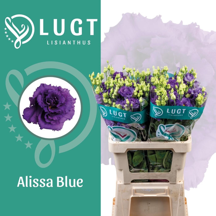 <h4>Lisianthus Alissa Blue 996</h4>