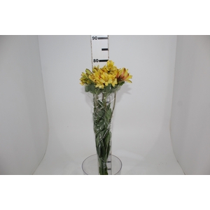 ALSTROEMERIA CARIBBEAN 080 CM