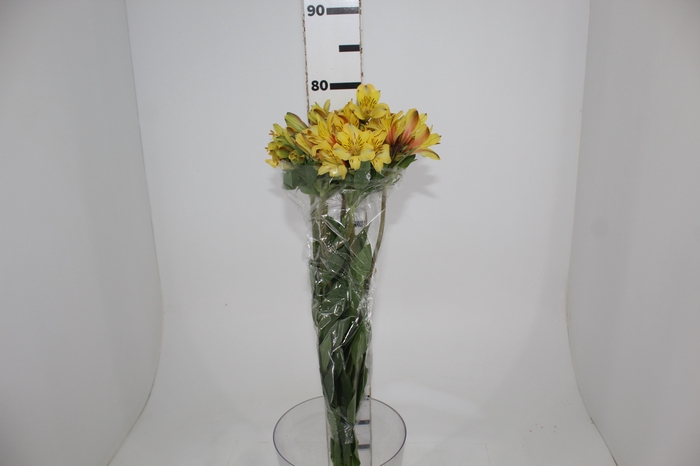 <h4>ALSTROEMERIA CARIBBEAN 080 CM</h4>