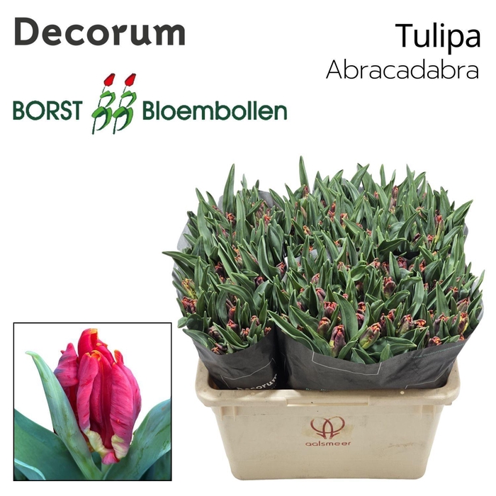 <h4>TU PA ABRACADABRA</h4>