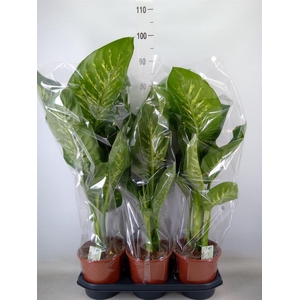 Dieffenbachia seg. 'Tropic Snow'