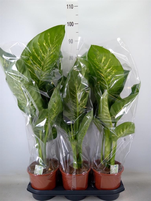 <h4>Dieffenbachia seg. 'Tropic Snow'</h4>