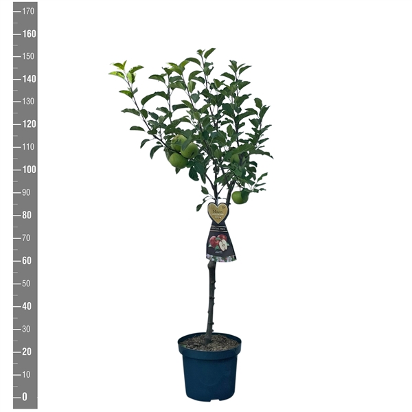 <h4>Malus d. 'Red Windsor' generatief</h4>