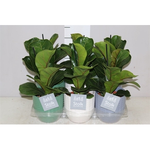 Ficus Lyrata Expression Keramiek