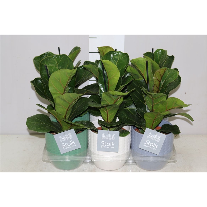 <h4>Ficus Lyrata Expression Keramiek</h4>