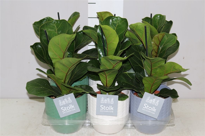 Ficus Lyrata Expression Keramiek