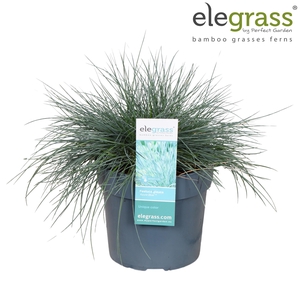 Festuca glauca 'Azura Blue'® P19