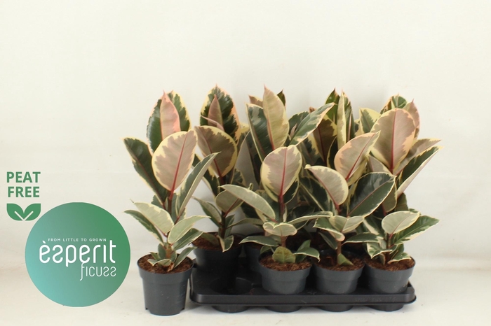 <h4>FIC EL TINEKE</h4>