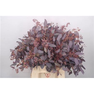 Euca Populus Berry V Red Per Bunch Short