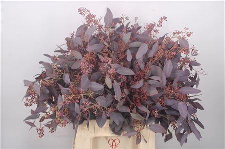 <h4>Euca Populus Berry V Red Per Bunch Short</h4>