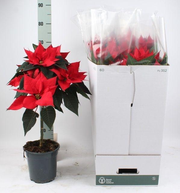 <h4>EUPHORBIA STEM RED P19 65CM</h4>