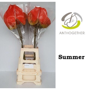 Anthurium andr. 'Avo Summer'