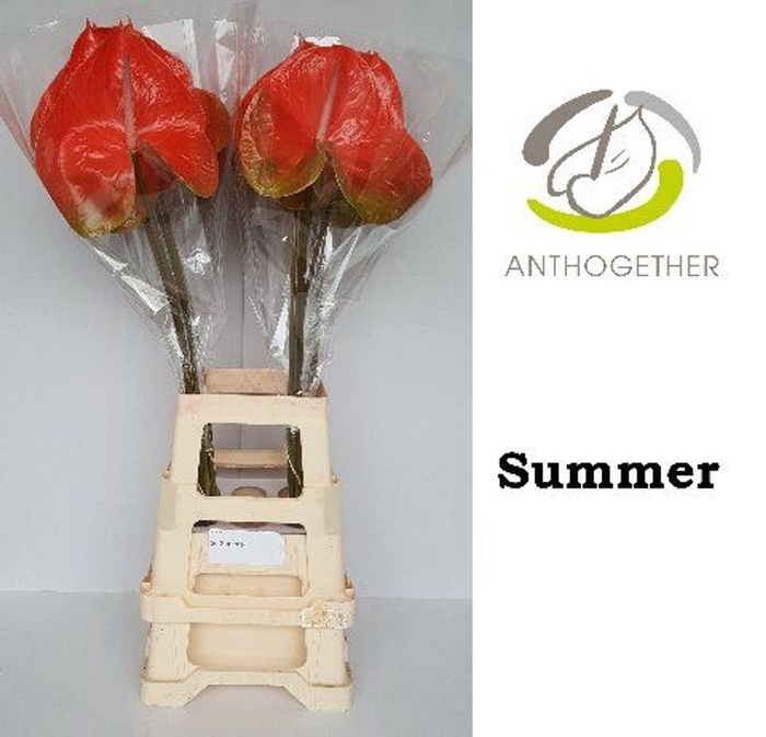 <h4>Anthurium andr. 'Avo Summer'</h4>
