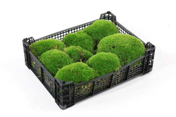 <h4>Bolmos Black Box</h4>