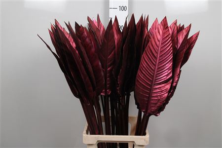 <h4>Strelitzia Blad Painted Bordeaux</h4>