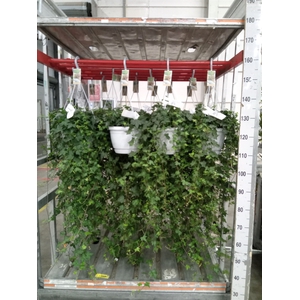 Hedera helix 'Pittsburgh'