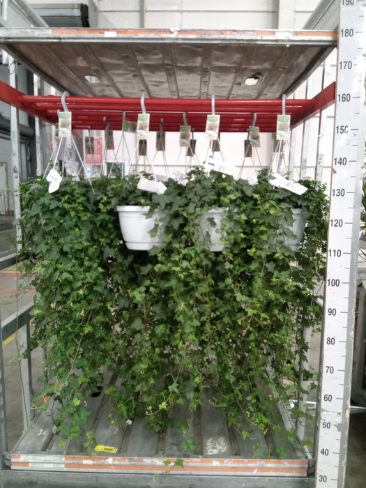 <h4>Hedera helix 'Pittsburgh'</h4>