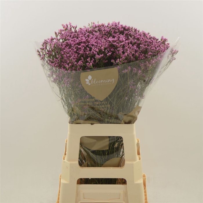 <h4>Limonium Sinense Tiffany Diamond</h4>