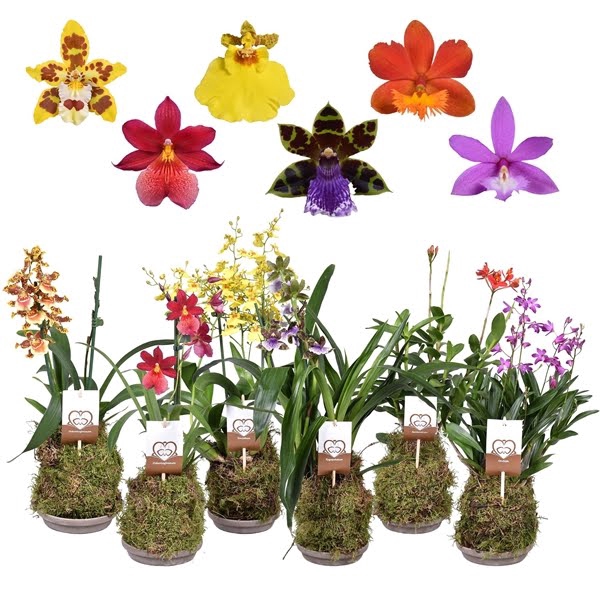 <h4>Forest Orchids 2 tak 14 cm met terracotta schaal</h4>