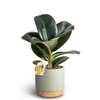 FICUS ELASTICA P10 WB G.